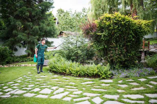 Best Wasp Removal Services  in Willard, MO