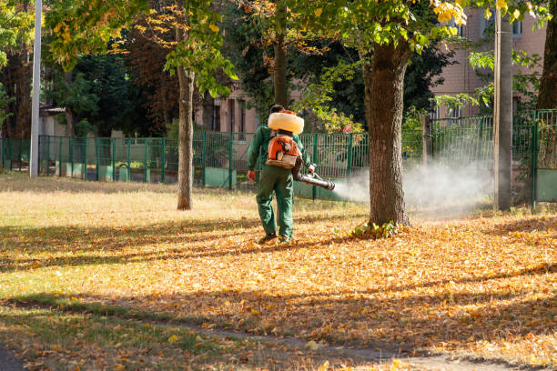 Best Local Pest Control Services  in Willard, MO